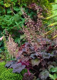 Image result for Heuchera `Palace Purple`