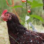 It was a great experience with cackle hatchery from start to finish, and i'm so pleased since this was my very first experience purchasing. Speckled Sussex Egg Production Temperament And More The Happy Chicken Coop