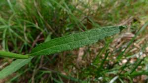 Image result for Vernonia cinerea