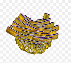 Endoplasmic reticulum is an organelle found in both eukaryotic animal and plant cells. Rough Endoplasmic Reticulum Yellow Smooth Endoplasmic Reticulum Cell Organelle Ribosome Golgi Apparatus Biology Protein Rough Endoplasmic Reticulum Endoplasmic Reticulum Smooth Endoplasmic Reticulum Png Pngwing