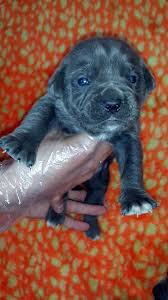 bursa da cane corso 0541 262 58 43 kopek yavru kopek bursa