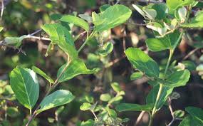 Image result for Premna mooiensis