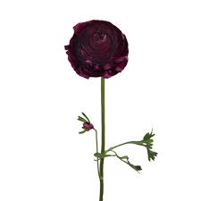 Image result for Ranunculus stagnalis