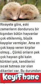 Kirpilerin Hayat Dersi Motivation Animals Hamster