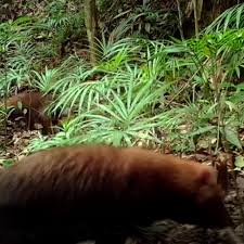 This is the meaning of cachorro do mato: Armadilha Fotografica Flagra Cachorro Do Mato Vinagre Fundacao Florestal