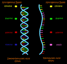 Chapter8 from dna to proteins 8.1 identifying dna as the genetic material dna was identified as the genetic material through a series of experiments. Pin On Prokaryotic Translation
