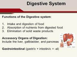 The Digestive System Explain The Structure Of The Digestive System Ppt Video Online Download