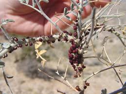 Image result for Pilostyles