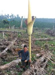 Italian botanist odoardo beccari discovered the titan arum in sumatra in 1878. Geger Temuan Bunga Bangkai Di Jambi Disebut Sebut Tertinggi Di Dunia News And Entertainment