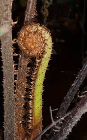 Image result for Cyathea manniana