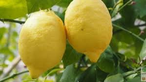 Maladie Citronnier Feuilles Recroquevillees Jardipartage