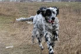 Image result for anglický setr lawerak