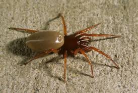 Check spelling or type a new query. Ohio S Biting Spiders Spidersrule