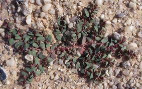 Image result for Euphorbia granulata