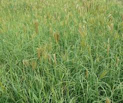 Image result for Chloris virgata