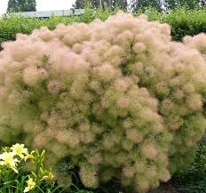 Image result for Cogniauxia