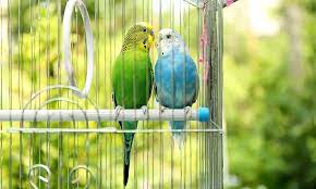 How much does a blue parakeet cost? How Long Do Parakeets Live Parakeet Lifespan World Birds