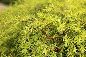 Image result for Melaleuca bracteata