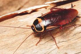 & member of national pest management association , established in the year 1999, taking care of residential & commercial pest control services all over bangalore in professional and efficient manner. Best Pest Control Services Company In Mumbai Thane Pune Goa Borivali