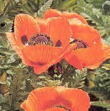 Prince Of Orange Poppy Flower Seeds Poppy Flower Prince Of Orange