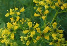 Image result for Ruta graveolens