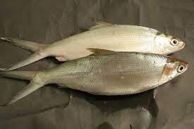 10 Umpan Ikan Bandeng Tambak Air Payau Jitu Tips Mancing