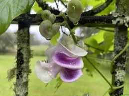 Image result for Vigna kirkii