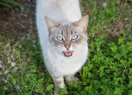 The cat is sensitive to touch. Why Do Cats Meow At Humans Psychology Today