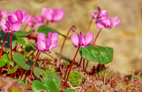 A guide to cyclamen care: Cyclamen Care How To Grow The Cyclamen Plant