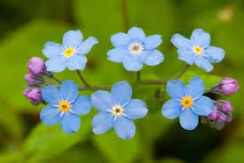 Maybe you would like to learn more about one of these? See Mountain Wildflowers In Bloom This Spring In North Georgia
