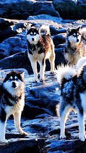 Download this free alaskan malamute wallpaper widescreen hd wallpaper in high resolution and use it to brighten your pc desktop, ipad, iphone, android, tablet and every other display. Husky Wallpaper Dog Mammal Vertebrate Canidae Greenland Dog Carnivore Alaskan Malamute Dog Breed Sakhalin Husky Northern Inuit Dog 1248808 Wallpaperkiss