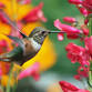 HummerBird Celebration Sept 19-22, 2024