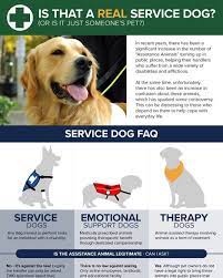 Is That A Real Service Dog Infographic Http Buff Ly 2dhwqlj Service Dogs Dogs Pets