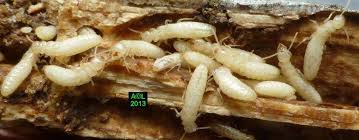 Check spelling or type a new query. Destruc Term Cryptoterme Brevis Termite De Bois Sec Facebook