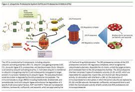 Proteasome inhibitors are a type of drug that prevents proteasomes, the garbage disposal system of the cell, from chewing up excess proteins. How To Explain The Clinical Synergy Of Proteasome Inhibitors And Imids In The Therapy Of Multiple Myeloma