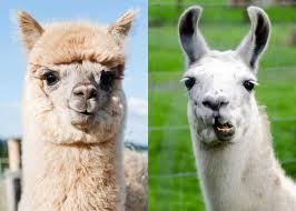 Image result for llama