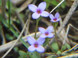 Image result for Rubiaceae