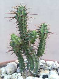 Image result for Euphorbia schinzii