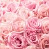 You can download or direct link all flowers clip art and. Https Encrypted Tbn0 Gstatic Com Images Q Tbn And9gcs83gvfor4xkbkymll 35e4byh 0ladivumqxuhtozly2ppvzmv Usqp Cau