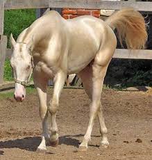 It is one of the best draft horse breeds in the world. The 8 Rare And Most Beautiful Horses In The World Akhal Teke Horses Most Beautiful Horses Akhal Teke