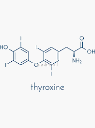Image result for Thyroxine