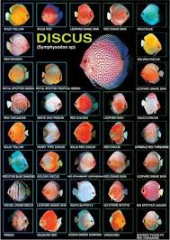 Types Of Discus Fish Email This Blogthis Share To Twitter
