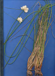 Image result for Cyperus obtusiflorus