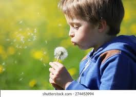 Yellow Wind Seed: Over 20,472 Royalty-Free Licensable Stock Photos