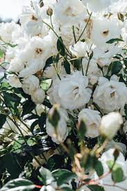 Maybe you would like to learn more about one of these? Aesthetic Header White Flowers Novocom Top