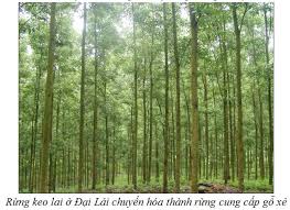 Image result for  Cây HÀM DƯƠNG cách tiêu Tương mấy trùng