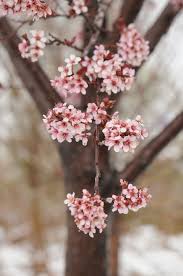 Maybe you would like to learn more about one of these? Plum Newport Flowering For Sale In Boulder Colorado