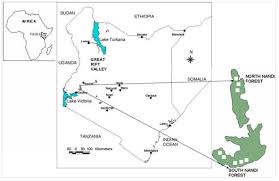 Image result for Gutenbergia rueppellii