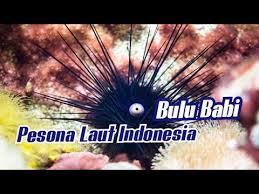 Maybe you would like to learn more about one of these? Bulu Babi Landak Laut Pesona Laut Indonesia Youtube