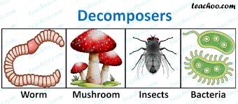 Q2 Page 260 What Is The Role Of Decomposers In The Ecosystem Decomposers and scavengers break down dead plants and animals. role of decomposers in the ecosystem